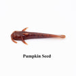 Pumpkin Seed